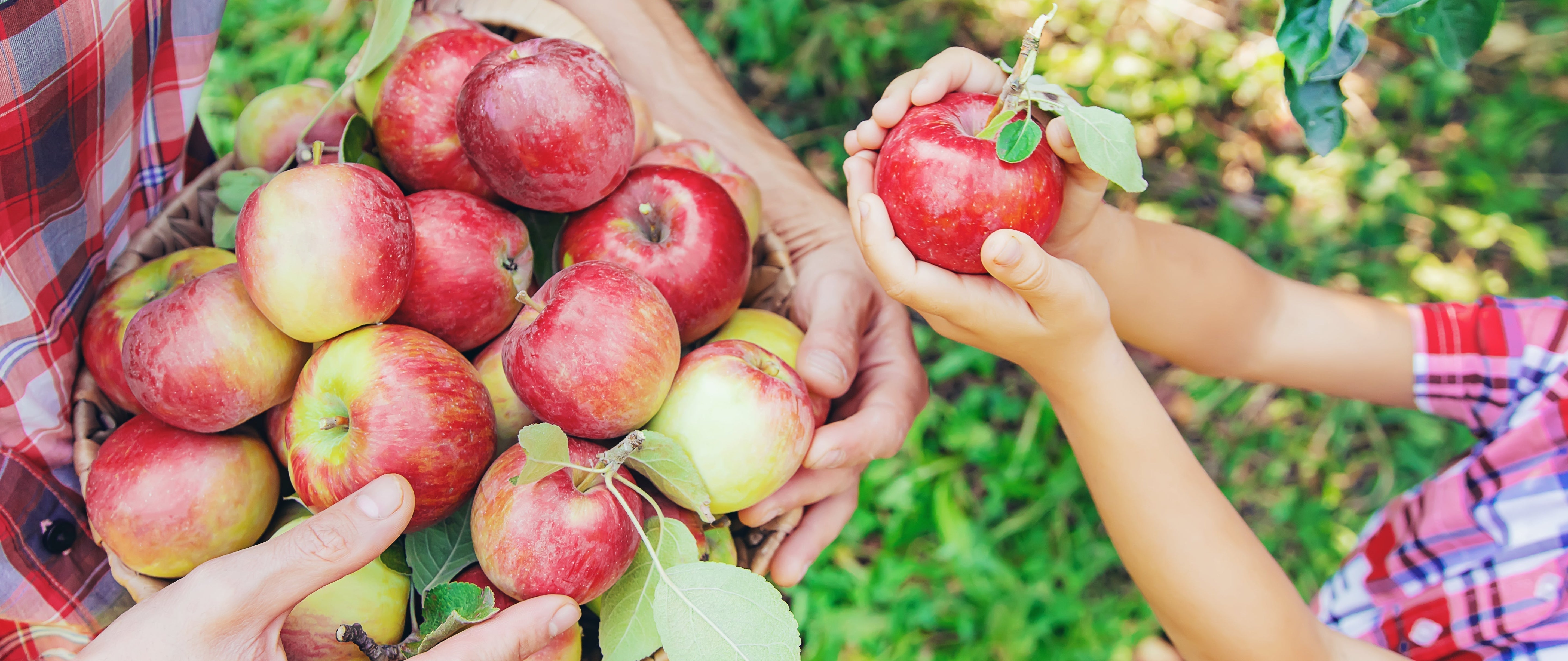 Discover apple juice – rich in fiber and antioxidants that support digestion, heart health, and daily cellular renewal.