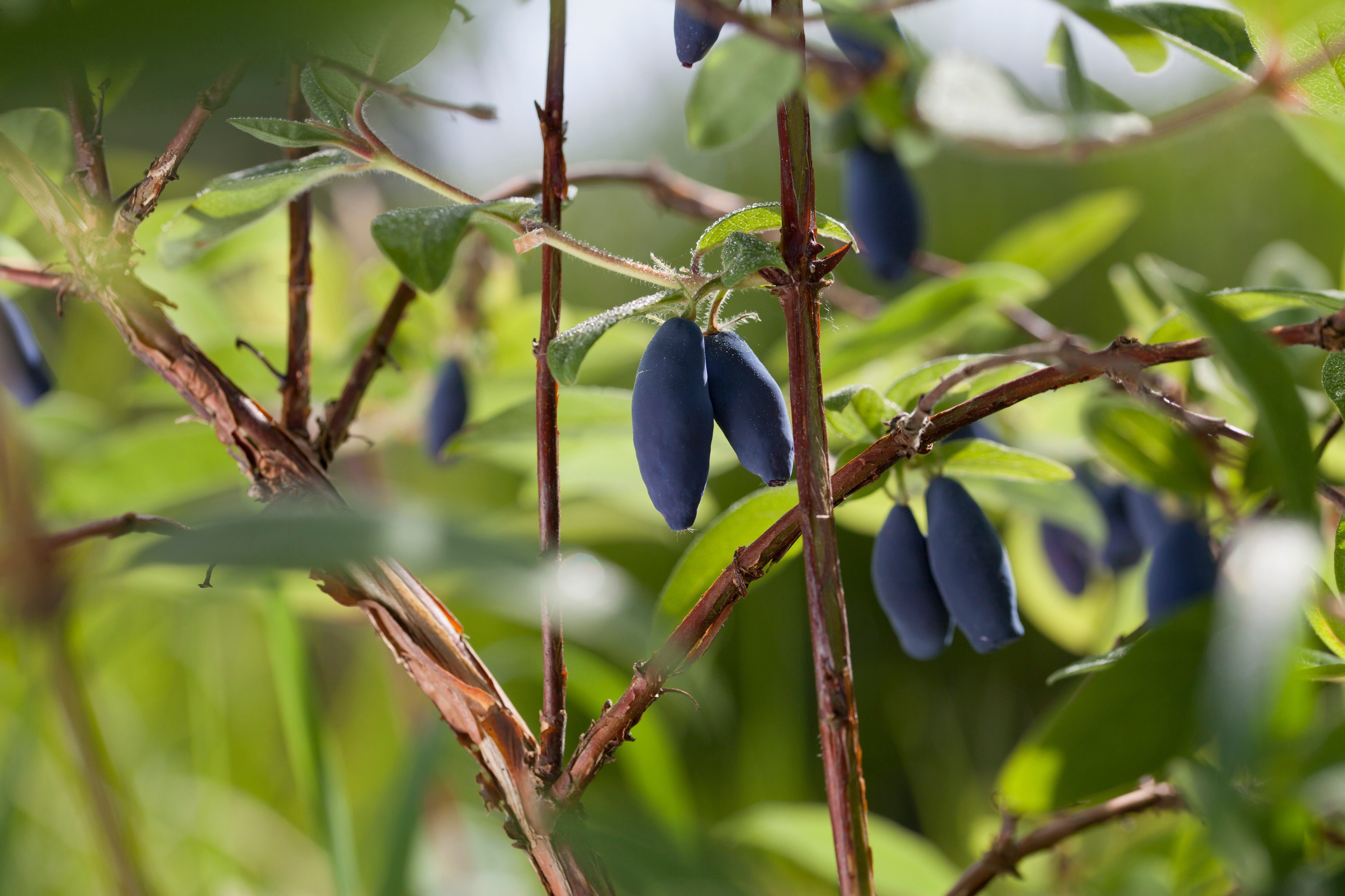 Health Benefits of Haskap Berries
