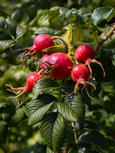 Wild rosehips rich in vitamin C and antioxidants