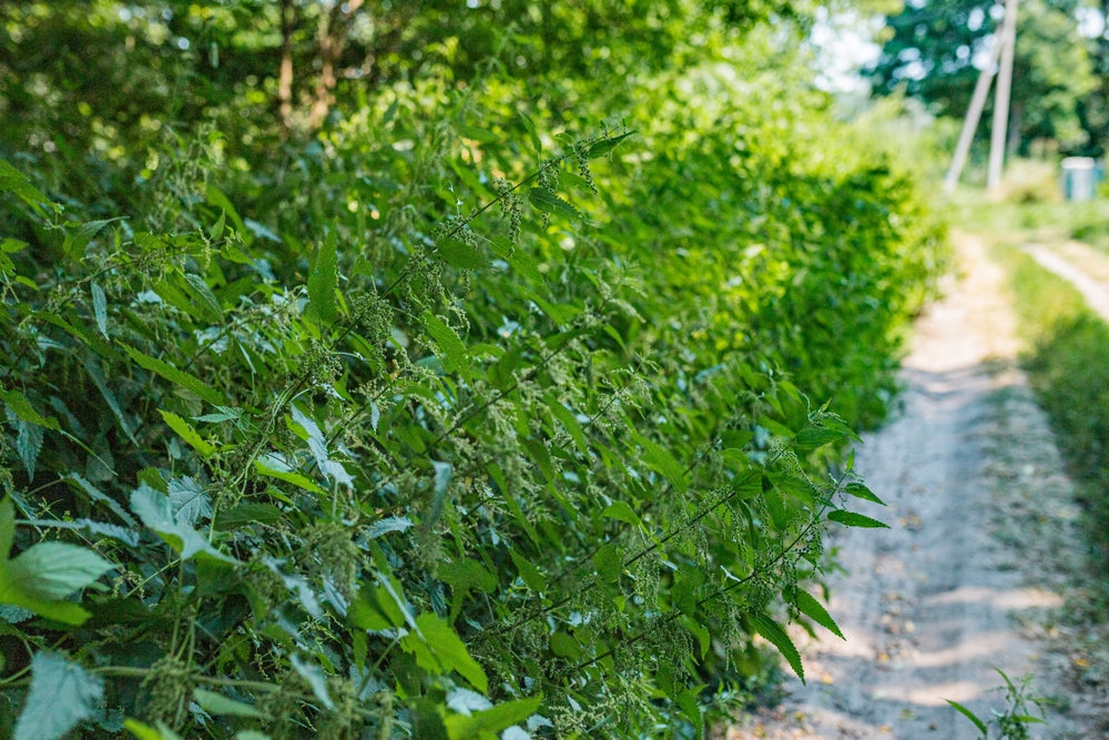 Dense growth of stinging nettle plants with green serrated leaves
