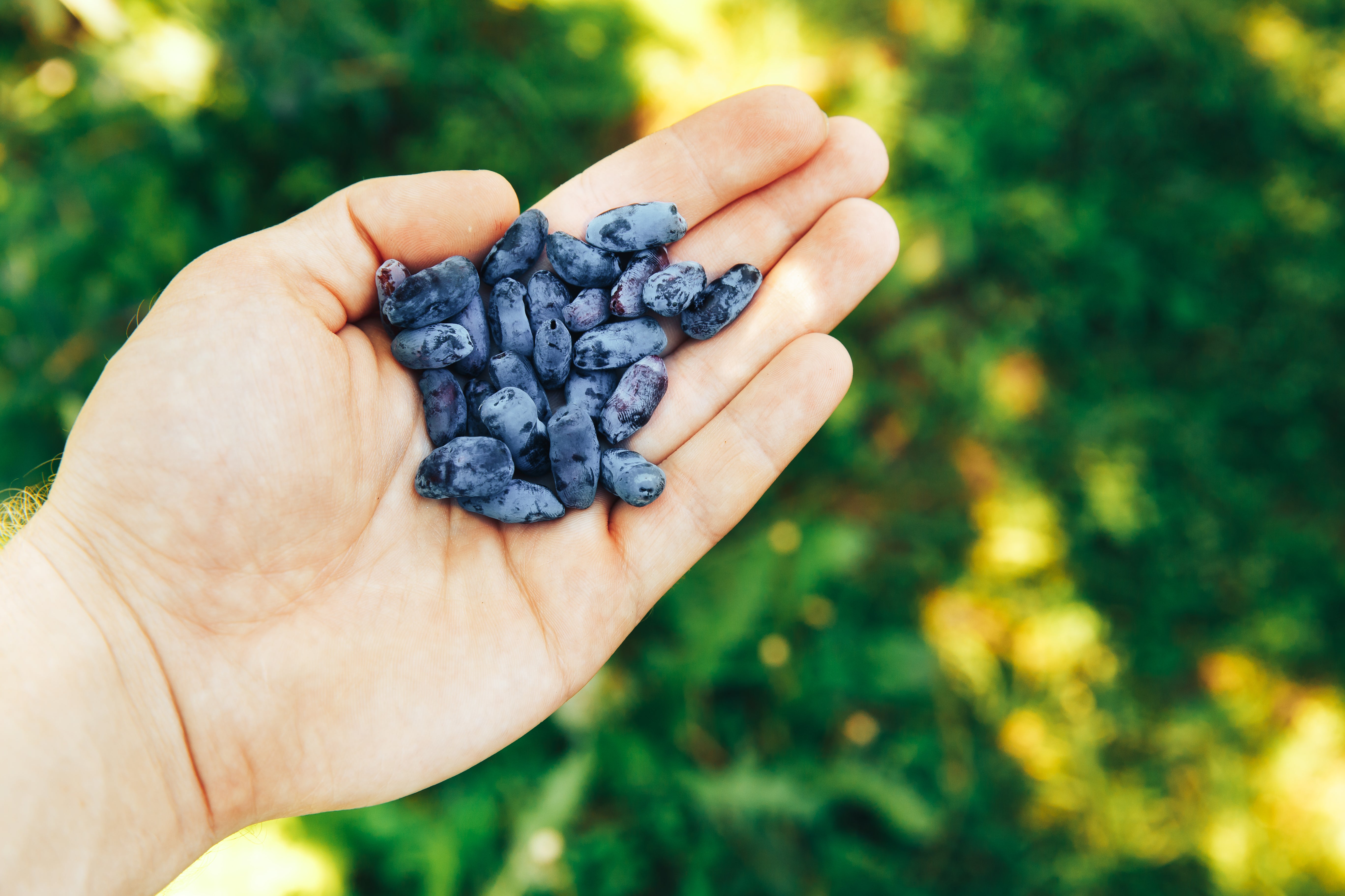 Haskap-Arctic Berry Power for Vision, Brain, and Vascular Vitality