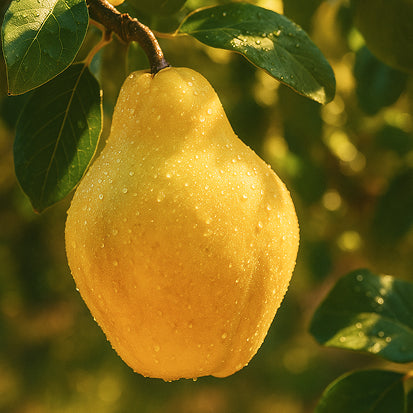 Ziemeļu vairogs — Ziemeļu dabiskā aizsardzība